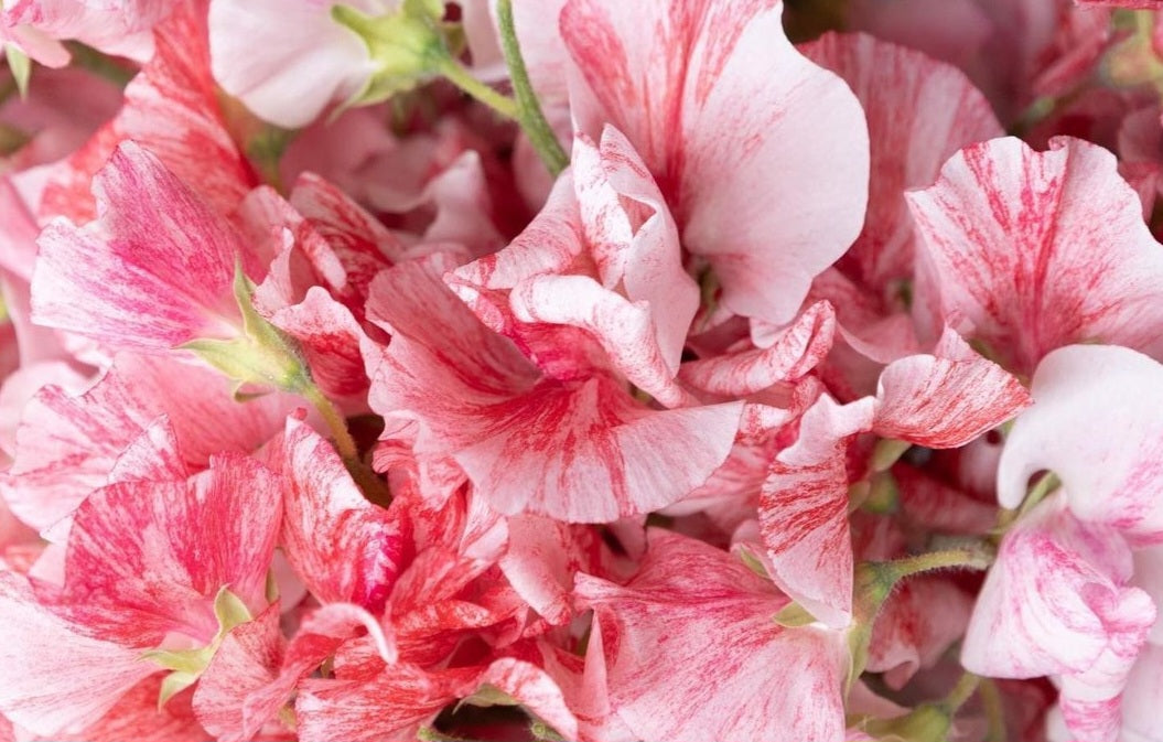 Lathyrus Odoratus " Flaming Parrot " 15 Seeds