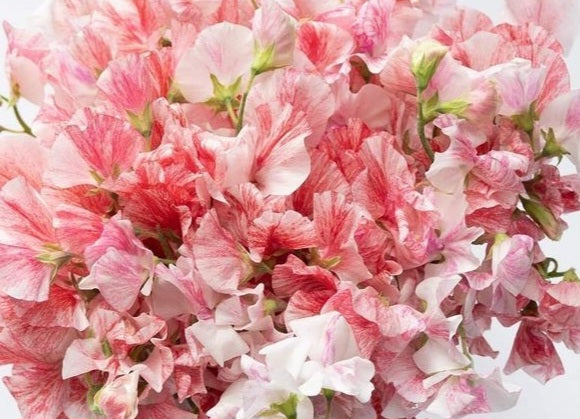 Lathyrus Odoratus " Flaming Parrot " 15 Seeds