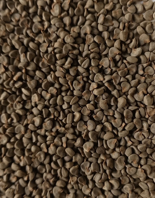 Hibiscus Avalon 30 Seeds