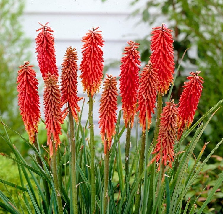 Kniphofia Nancy Red 20 Seeds